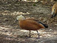 Tadorne casarca, Tadorna ferruginea (Photo F. Mrugala) (4)